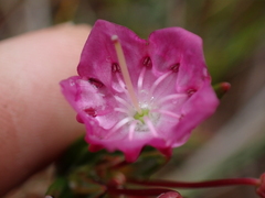 Kalmia microphylla