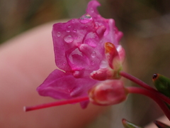 Kalmia microphylla