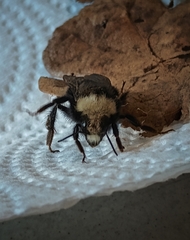 Bombus caliginosus