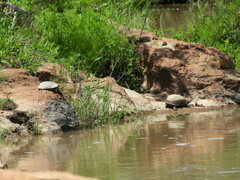 Kinosternon integrum