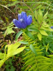 Gentiana linearis