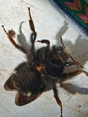 Bombus caliginosus