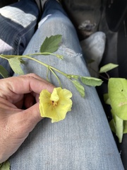 Cienfuegosia drummondii