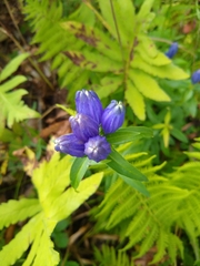 Gentiana linearis