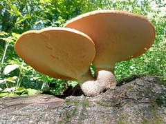 Cerioporus squamosus