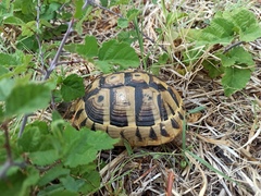 Testudo hermanni