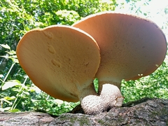 Cerioporus squamosus