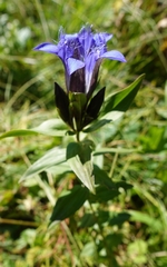 Gentiana septemfida