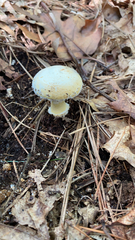 Amanita citrina