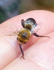 Melissodes dentiventris