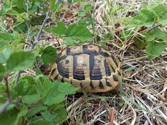 Testudo hermanni