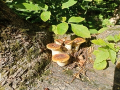 Cerioporus squamosus