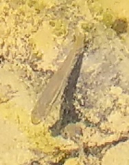 Rhinichthys atratulus