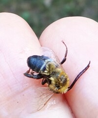 Melissodes dentiventris