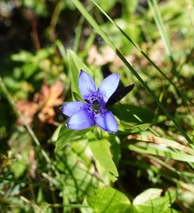 Gentiana septemfida