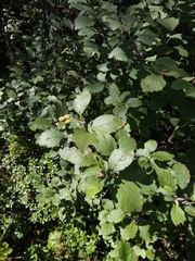 Alnus alnobetula