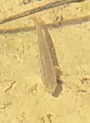 Rhinichthys atratulus