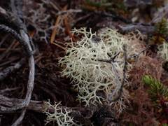 Cladonia portentosa