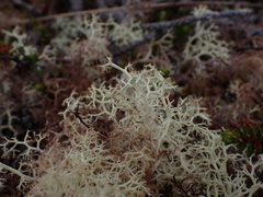 Cladonia portentosa