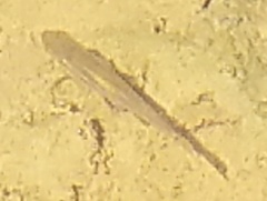 Rhinichthys atratulus