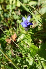 Gentiana septemfida