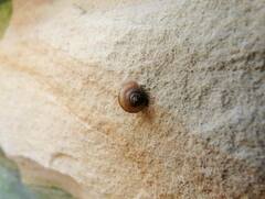 Bradybaena similaris