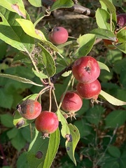 Malus baccata