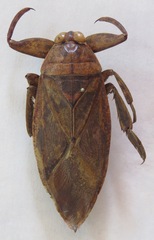 Lethocerus