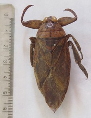 Lethocerus