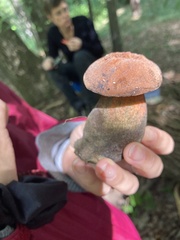 Neoboletus luridiformis