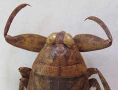 Lethocerus