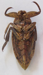 Lethocerus