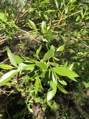 Salix amygdaloides