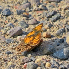 Phyciodes cocyta
