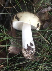 Russula cerolens