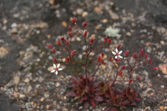Micranthes ferruginea
