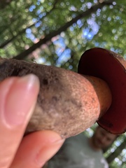 Neoboletus luridiformis