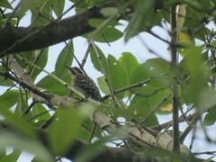 Yungipicus moluccensis