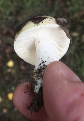 Russula cerolens