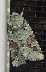 Lacinipolia laudabilis