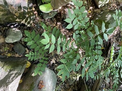 Wisteria floribunda