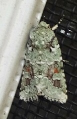 Lacinipolia laudabilis