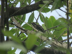 Yungipicus moluccensis