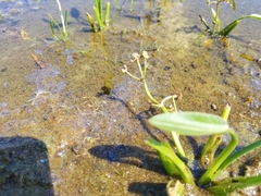 Sagittaria graminea