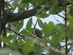 Yungipicus moluccensis