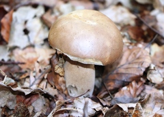 Boletus reticulatus