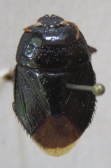 Cydnidae