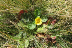 Geum montanum