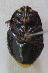 Cydnidae