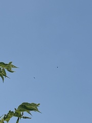 Cathartes aura